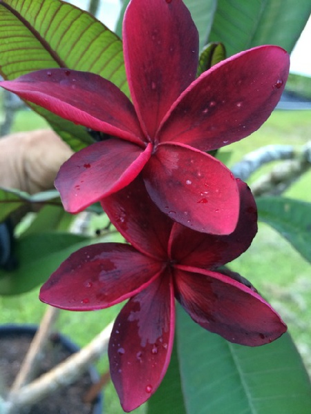 Looking for free Blood Red Frangipani cutting, or potted small tree