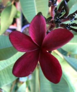 Looking for free Blood Red Frangipani cutting, or potted small tree