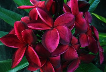 Looking for free Blood Red Frangipani cutting, or potted small tree