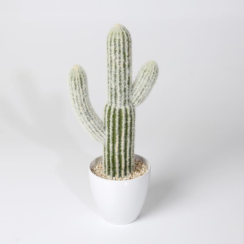 (Dummy Ad) Cactus, Cactii??