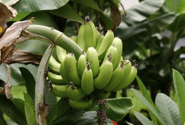 Plantain banana suckers for free?? Anyone?