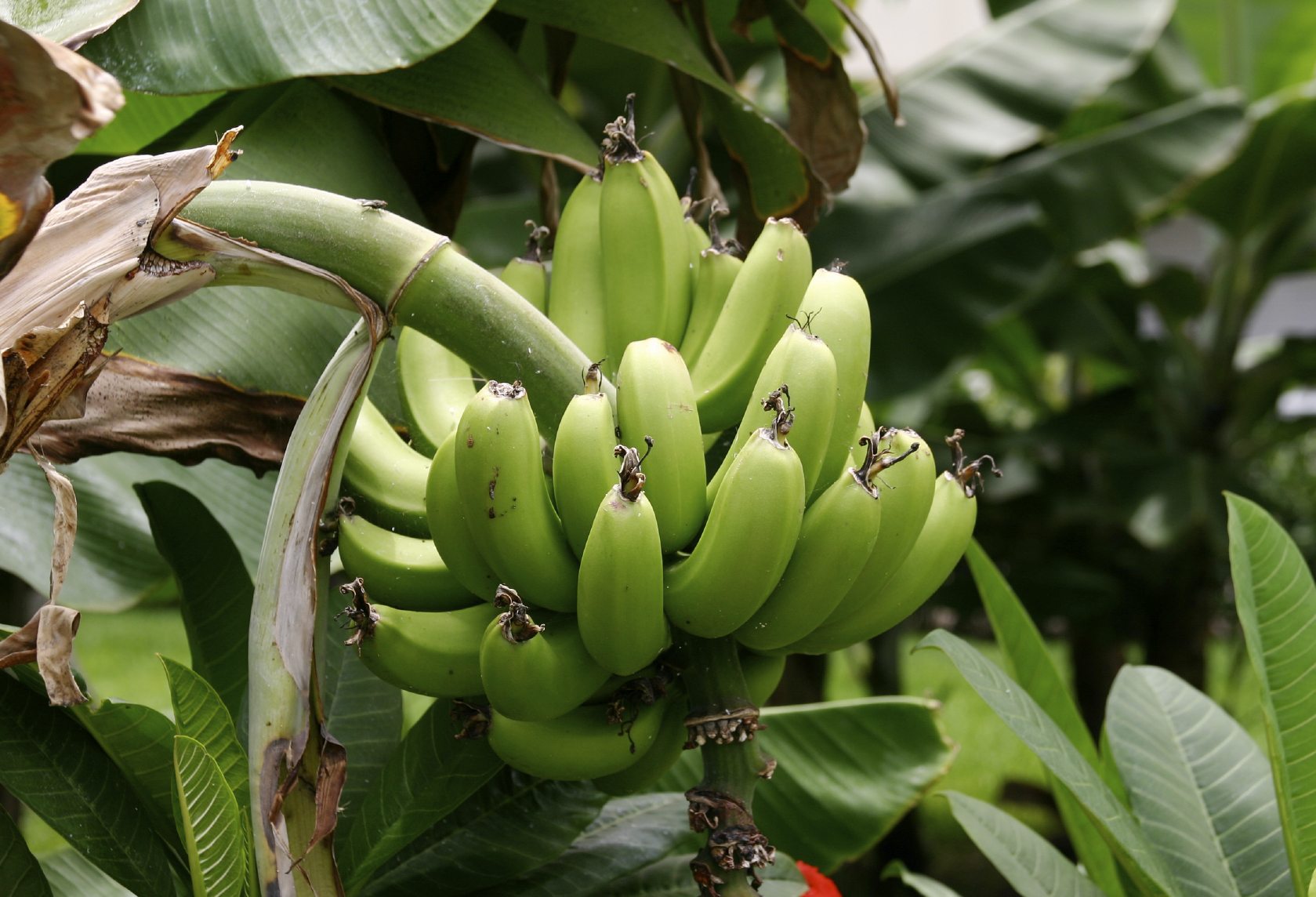 Plantain banana suckers for free?? Anyone?